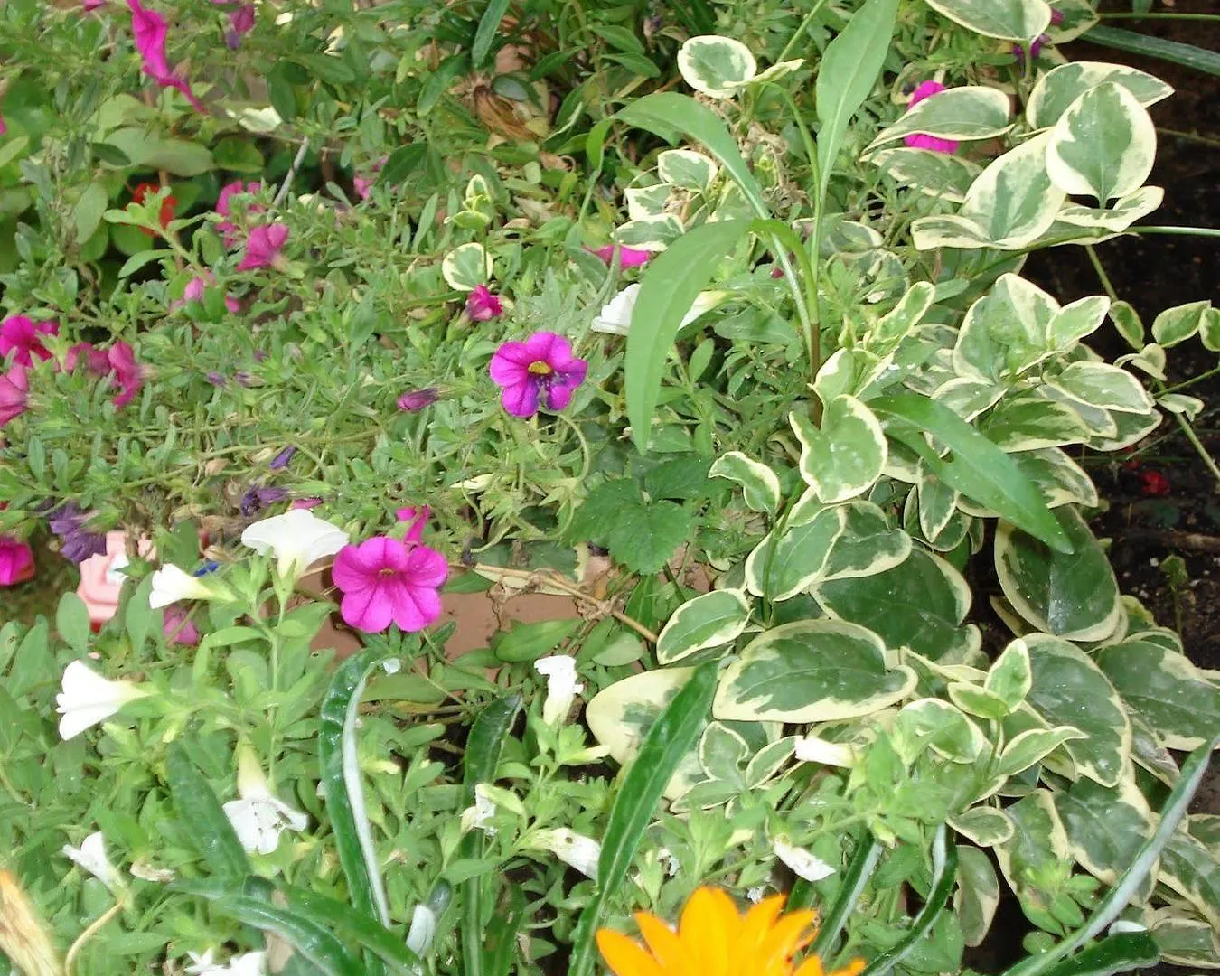 Guest House Il Giardino Segreto Cagliari 2*,
